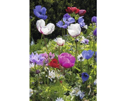 Verschiedenfarbige Anemonen in einer Gartenlandschaft