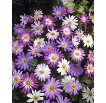 Nahaufnahme von Anemonenblüten