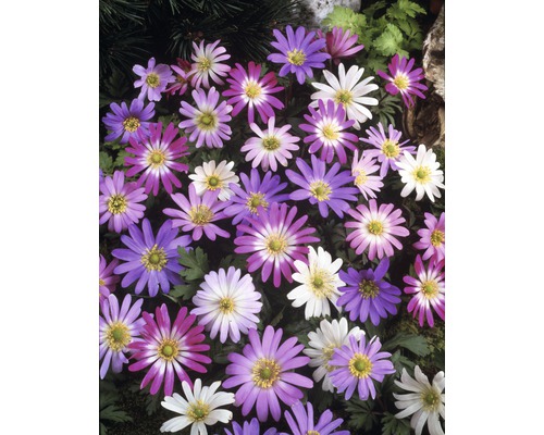 Nahaufnahme von Anemonenblüten