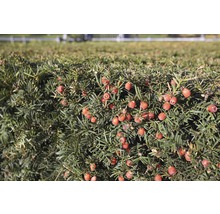 Detailaufnahme einer Eibenhecke mit roten Beeren