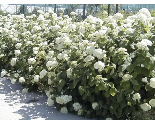 Hortensienhecke mit weißen Blüten