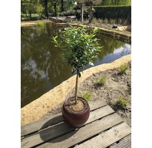 Lorbeerbaum im Topf am Gartenteich