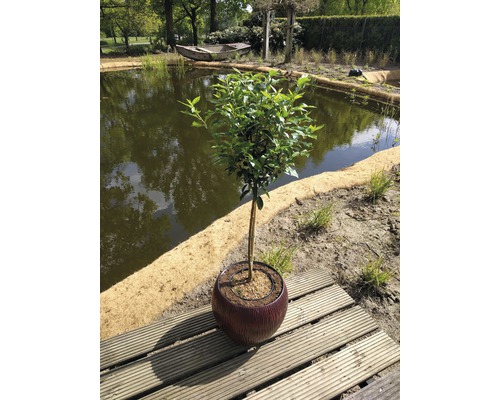 Portugiesischer Kirschlorbeer Stämmchen FloraSelf Prunus lusitanica 'Angustifolia' Stammhöhe 50 cm Co 3 L