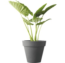 Alocasia Zimmerpflanze im Topf
