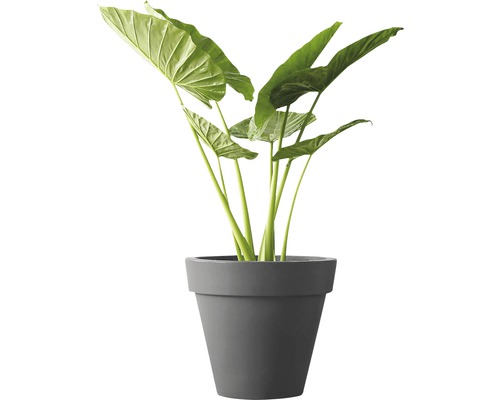 Alocasia Zimmerpflanze in Pflanzgefäß
