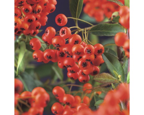 Feuerdorn FloraSelf Pyracantha coccinea 'Red Column' H 55-70 cm Co 2,5 L