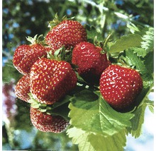 Erdbeere FloraSelf Fragaria x ananassa 'Ostara' 6 Stk.