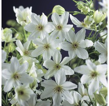 Nahaufnahme von weißen Waldrebenblüten.
