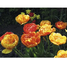 Nahaufnahme einer Gruppe von orangefarbenen und gelben Tulpen im Garten.