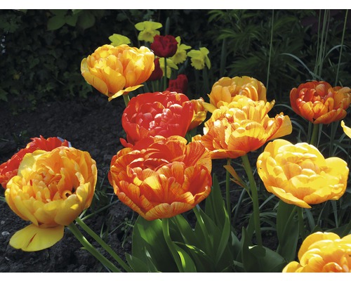 Nahaufnahme einer Gruppe von orangefarbenen und gelben Tulpen im Garten.
