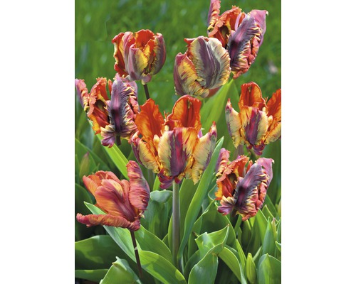 Mehrfarbige Tulpen im Gartenbeet
