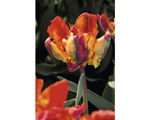 Nahaufnahme einer geflammten Papageien-Tulpe
