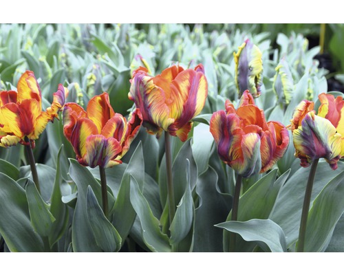 Feld mit mehrfarbigen Papageien-Tulpen