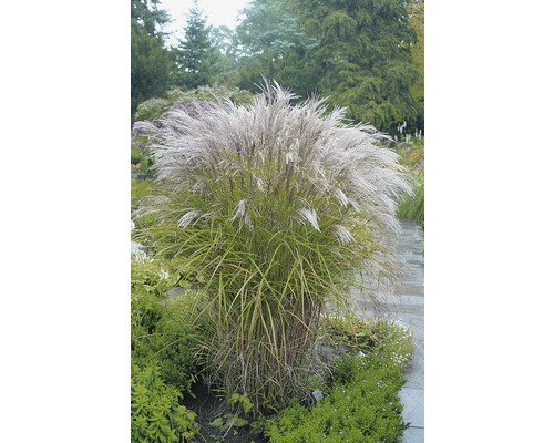 Chinaschilf 'Kleine Silberspinne' FloraSelf Miscanthus sinensis 'Kleine Silberspinne' H 10-100 cm Co 3 L