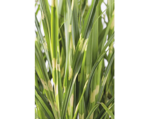 Hohes Ziergras mit gestreiften Blättern für den Garten