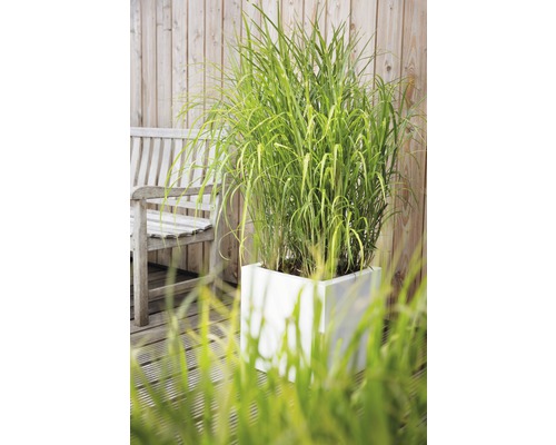 Gartenansicht mit Ziergras in einem weißen Pflanzgefäß und einer Holzbank