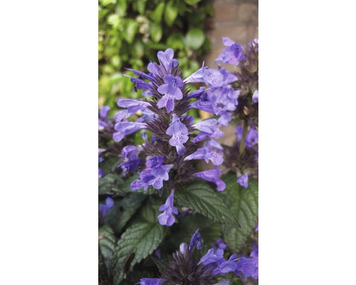 Nahaufnahme von lila Katzenminze Blüten