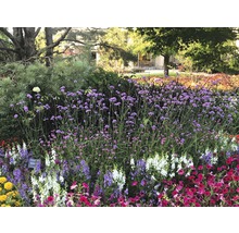 Blumenbeet mit verschiedenen blühenden Pflanzen im Freien