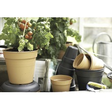 Tomatenpflanze im Topf und Stapel Pflanzgefäße