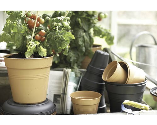 Tomatenpflanze im Topf und Stapel Pflanzgefäße