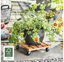 Pflanzenroller Wagner Kiefer 29x29 cm TK 150 kg