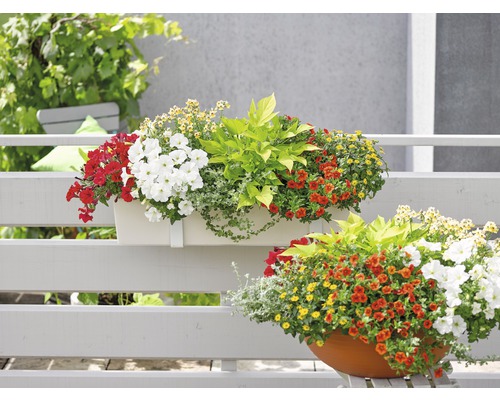 Blumenkästen mit verschiedenen Sommerblumen auf einem Balkon