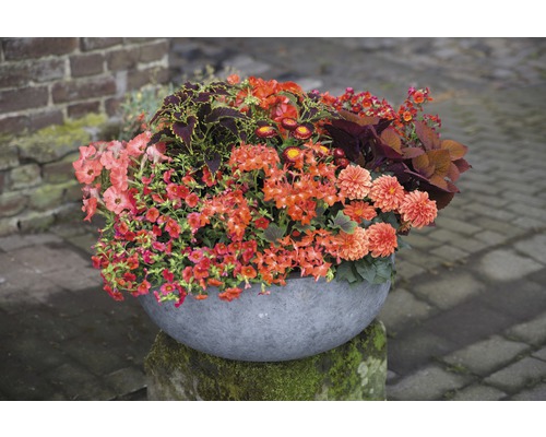 Blumenarrangement in rundem Pflanzgefäß