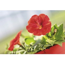 Hängepetunie FloraSelf Petunia x atkinensis 'Surf Table Red' Ø 12 cm Topf-thumb-5