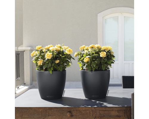 Zwei graue Pflanzgefäße mit gelben Rosen auf einem Tisch im Freien.