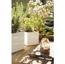 Blumentopf Lechuza Cube Glossy Kunststoff 14x14x14 cm weiß inkl. Erdbewässerungsystem und Pflanzeinsatz-thumb-1