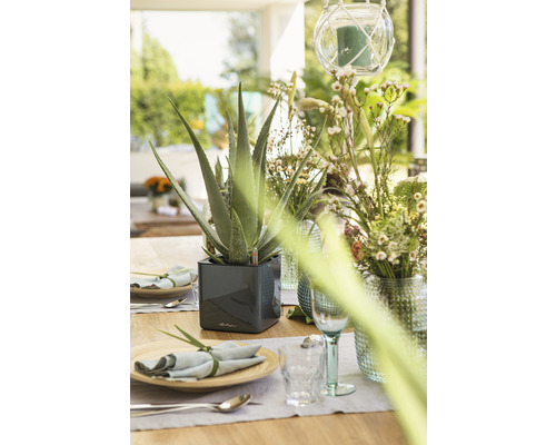 Dekorierter Tisch mit Aloe Vera Pflanze im Topf, Geschirr und Blumenvase