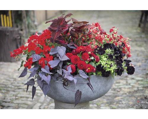 Blumenarrangement in einem Steintopf mit roten und dunklen Blättern