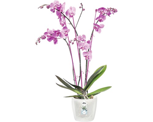 Orchidee im Topf für den Innenbereich