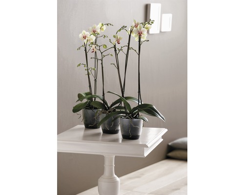 Drei Orchideen in Töpfen auf einem weißen Tisch