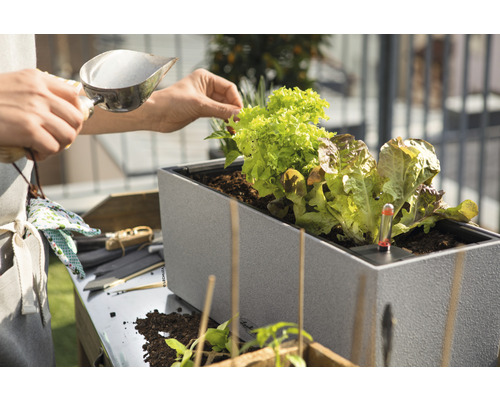 Person befüllt Hochbeet mit Salatpflanzen und Thermometer