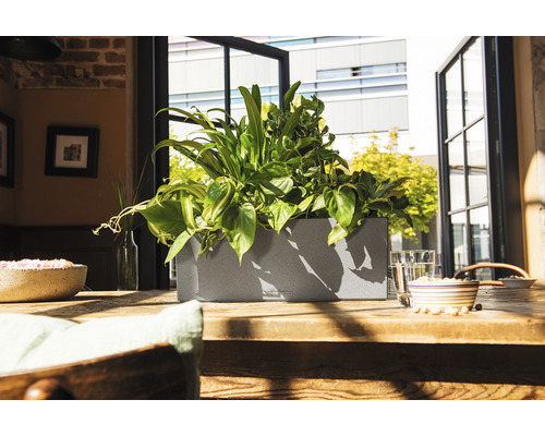 Pflanzgefäß mit Pflanzen auf einem Holztisch vor einem Fenster