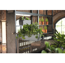 Blumenkasten Lechuza Balconera Stone Kunststoff 50x19x19 cm grau inkl. Erdbewässerungsystem und Pflanzeinsatz