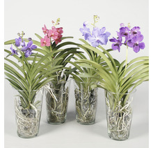 Vanda Orchideen in Glasvasen mit verschiedenen Blütenfarben.