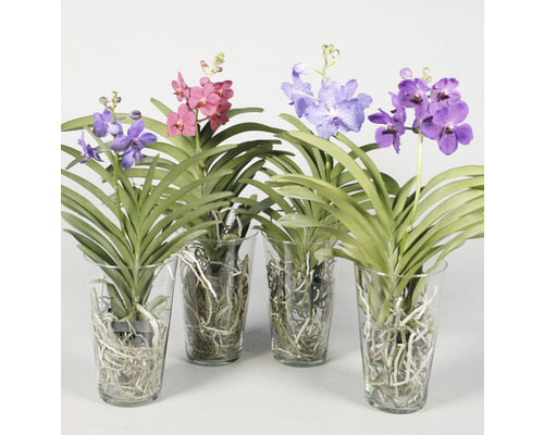 Vanda Orchideen in Glasvasen mit verschiedenen Blütenfarben.
