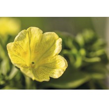 Petunie FloraSelf Petuniax atkinensis 'Sunshine Ray' Ø 12 cm Topf