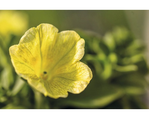 Petunie FloraSelf Petuniax atkinensis 'Sunshine Ray' Ø 12 cm Topf