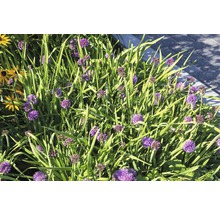 Berglauch FloraSelf Allium senescens H 5-20 cm Co 0,5 L