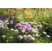 Berglauch FloraSelf Allium senescens H 5-20 cm Co 0,5 L