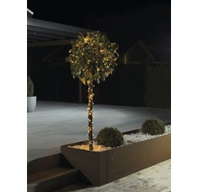 Baum mit Lichterkette in einem Pflanzenkasten im Außenbereich