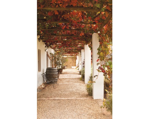 Außenansicht eines Laubengangs mit Weinreben, Fass und Sitzbank