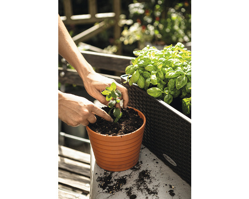 Eine Person pflanzt eine Minzpflanze in einen Topf auf einem Gartentisch, daneben ein Pflanzkasten mit Basilikum.