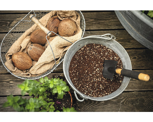 Gartenarrangement mit Kokosnüssen, Pflanzenerde und einer kleinen Schaufel.