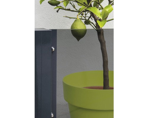 Zitronenbaum im Topf neben Zaunelement