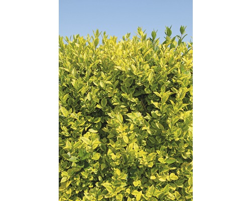 Sichtschutzhecke Gold-Liguster Spalier FloraSelf Ligustrum ovalifolium 'Aureum' H 100-110 cm B 50 cm Co 18 L