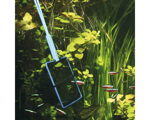 Aquarienfischkescher im bepflanzten Aquarium mit Fischen